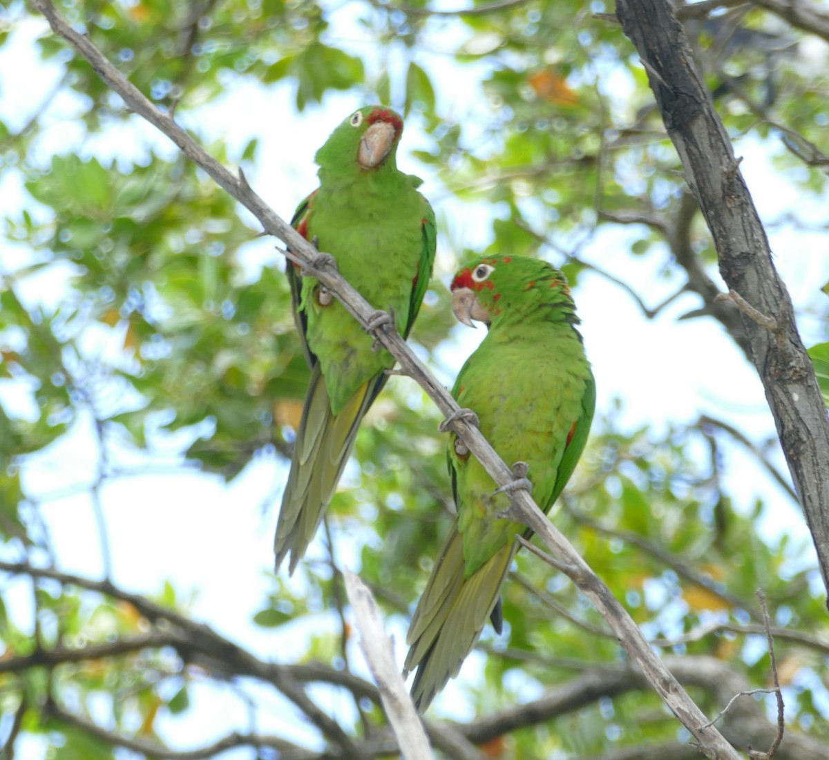 Guayaquil Papağanı - ML618345641