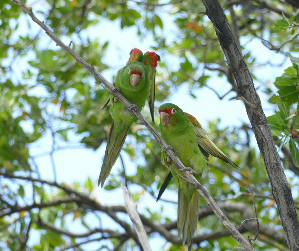 Guayaquil Papağanı - ML618345644