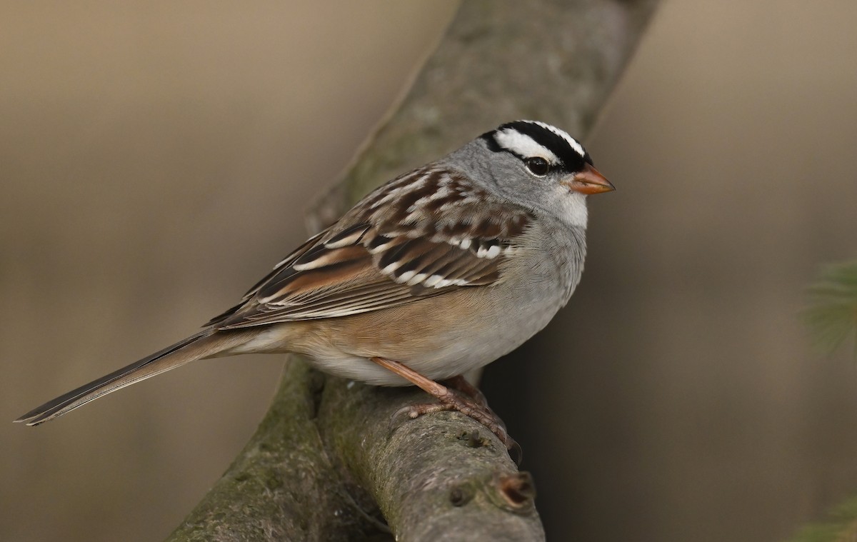 White-crowned Sparrow - Raymond Ladurantaye