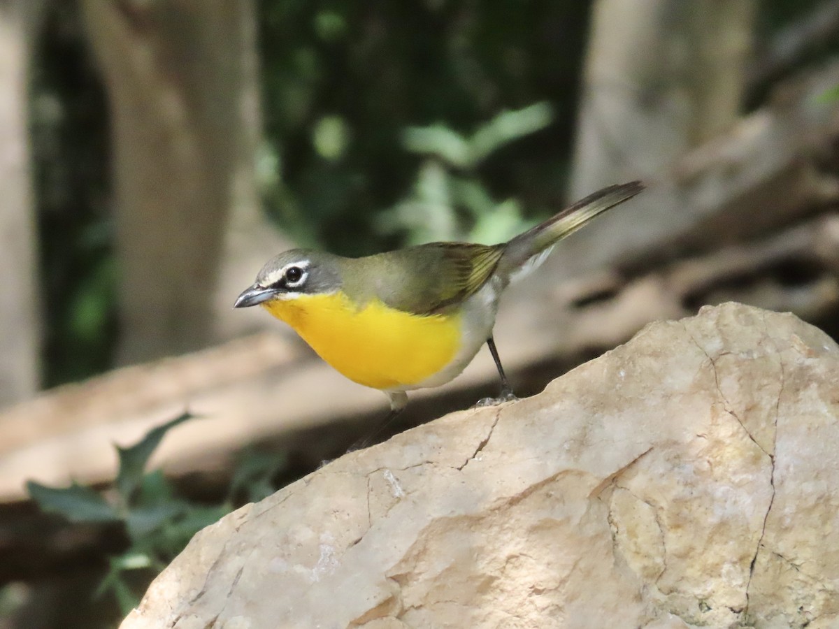 Yellow-breasted Chat - ML618345661