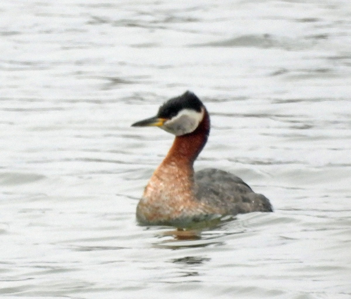 Red-necked Grebe - ML618345667