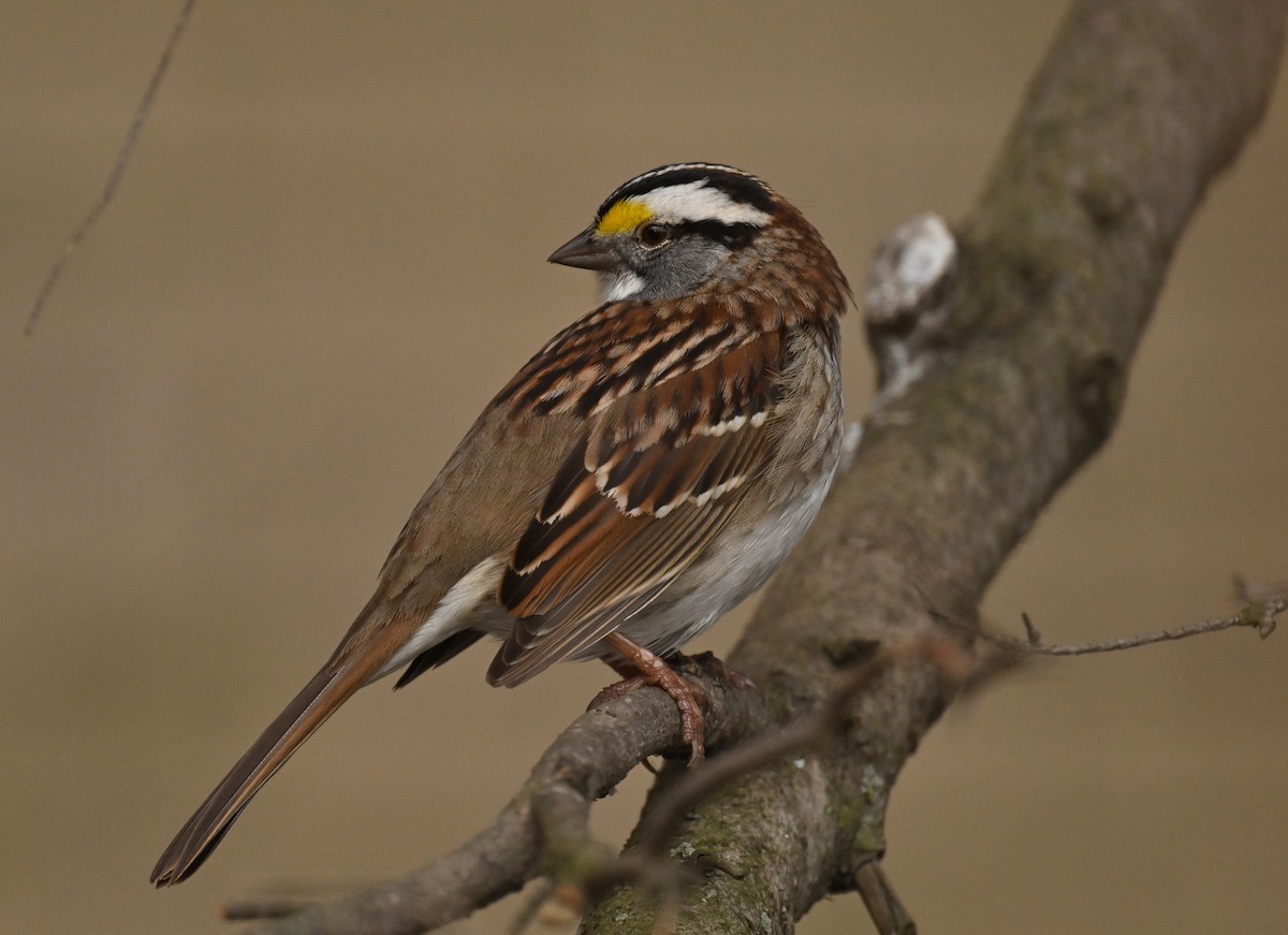 White-throated Sparrow - ML618345668
