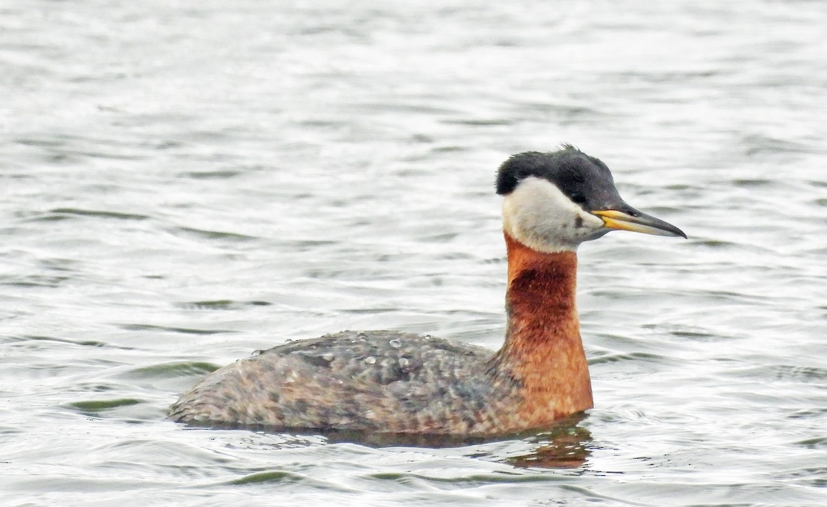 Red-necked Grebe - ML618345678
