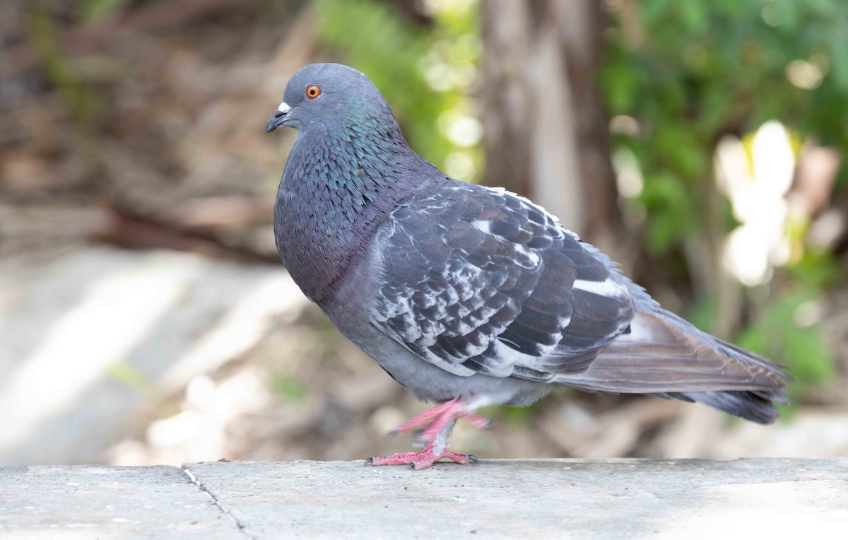Rock Pigeon (Feral Pigeon) - ML618345687