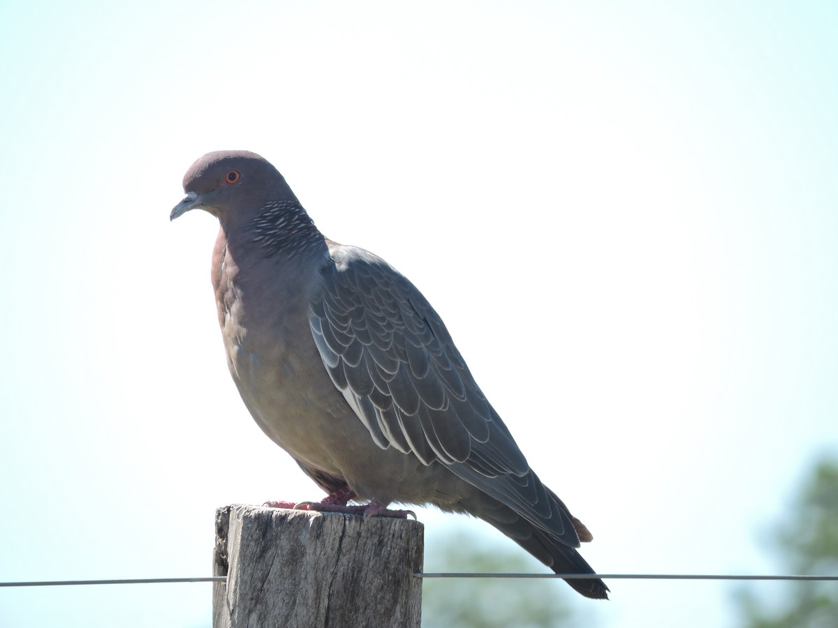 Picazuro Pigeon - ML618345692