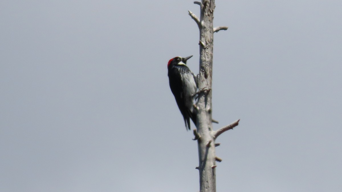 Acorn Woodpecker - ML618345717