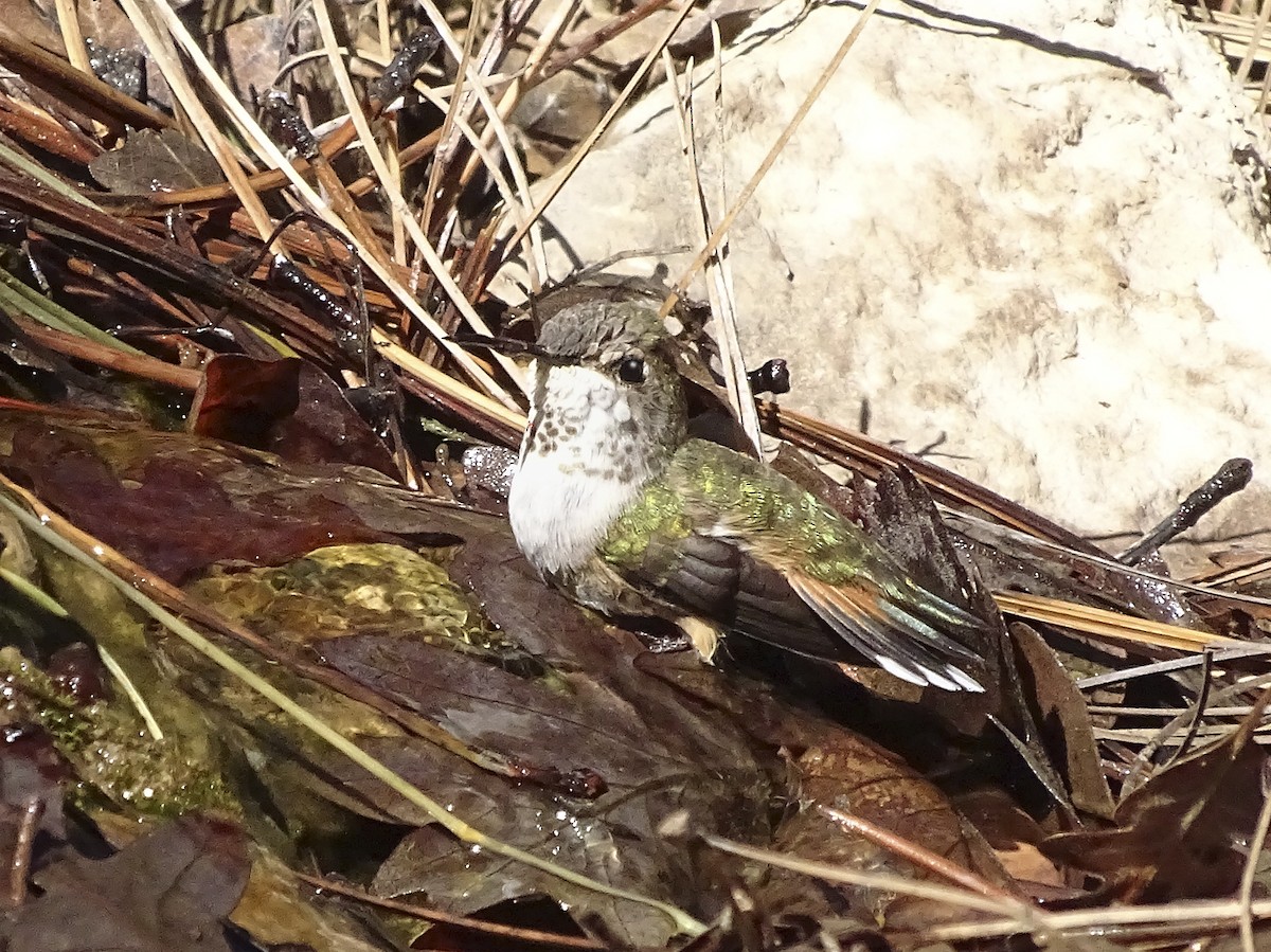 Calliope Hummingbird - ML618345746