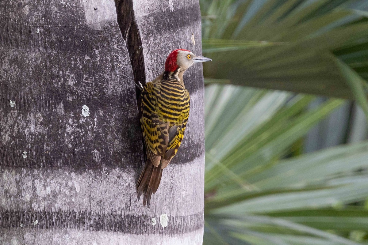Hispaniolan Woodpecker - ML618345749