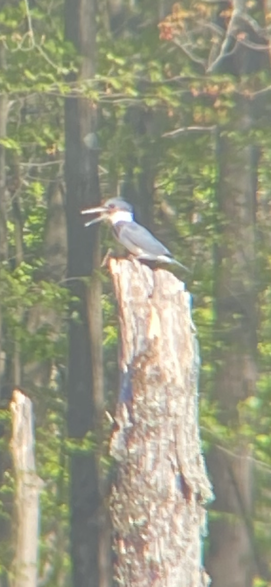 Belted Kingfisher - ML618345756