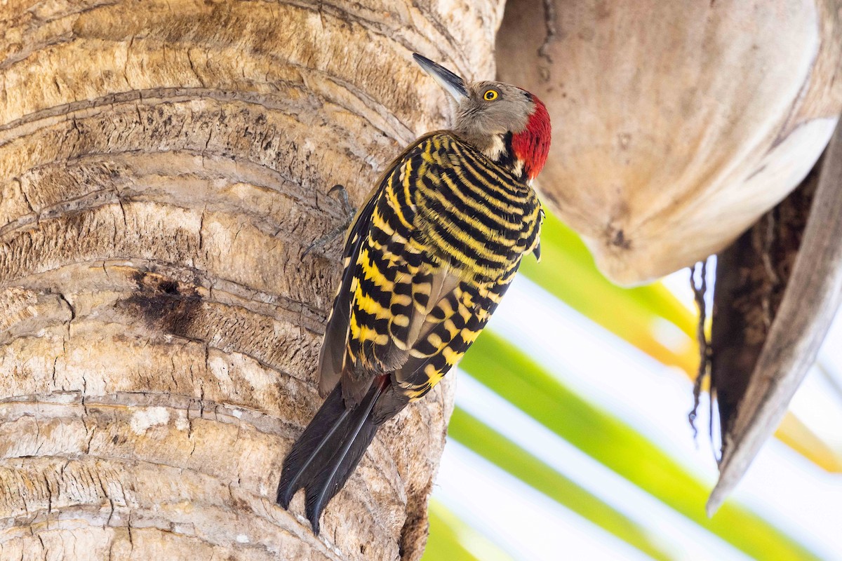 Hispaniolan Woodpecker - ML618345758