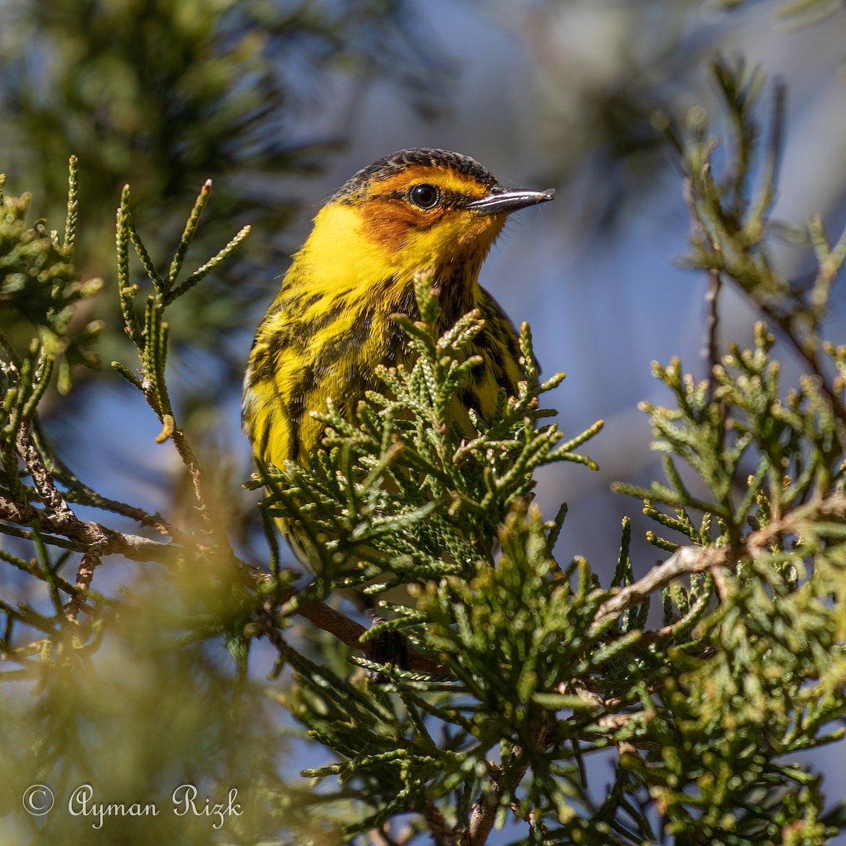 Cape May Warbler - ML618345764