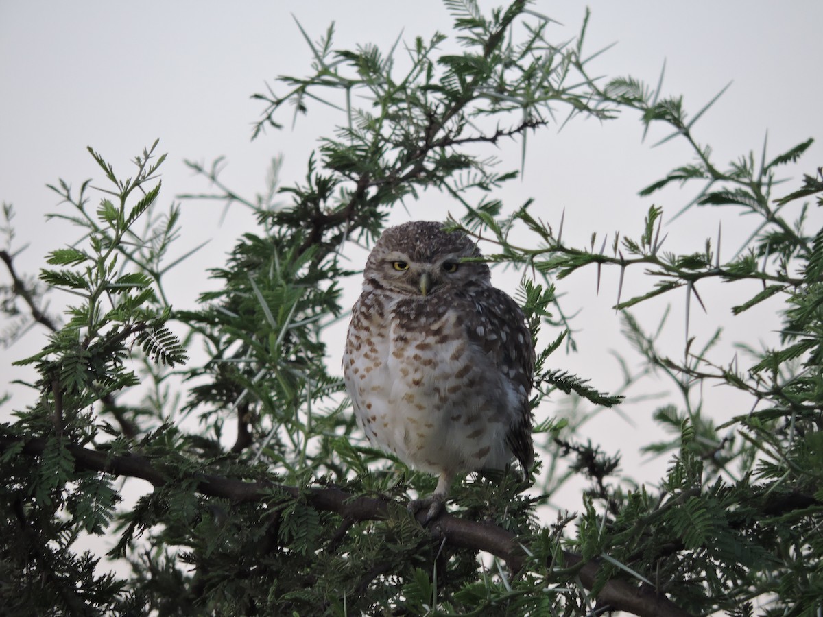 Burrowing Owl - ML618345782