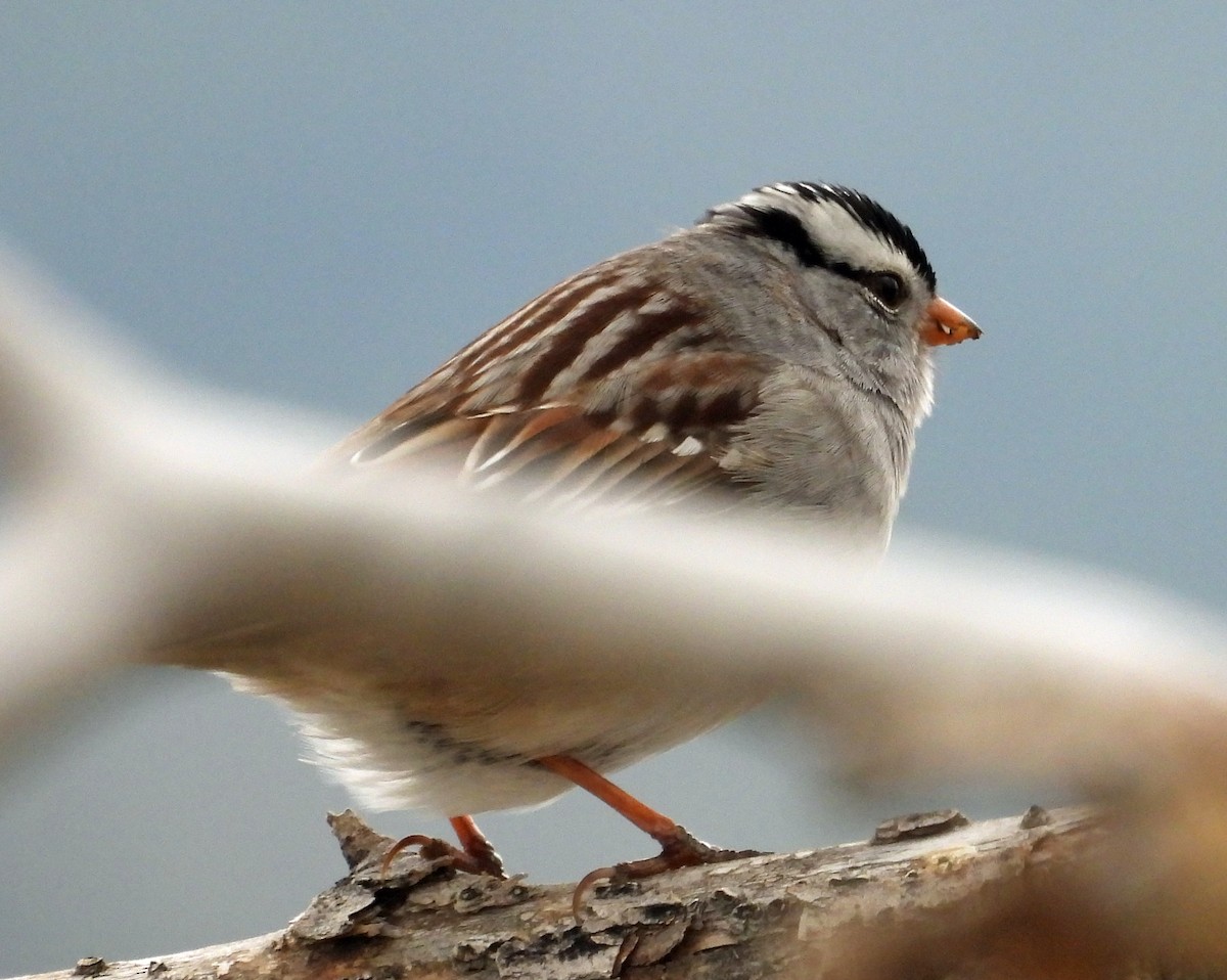 White-crowned Sparrow - ML618345804