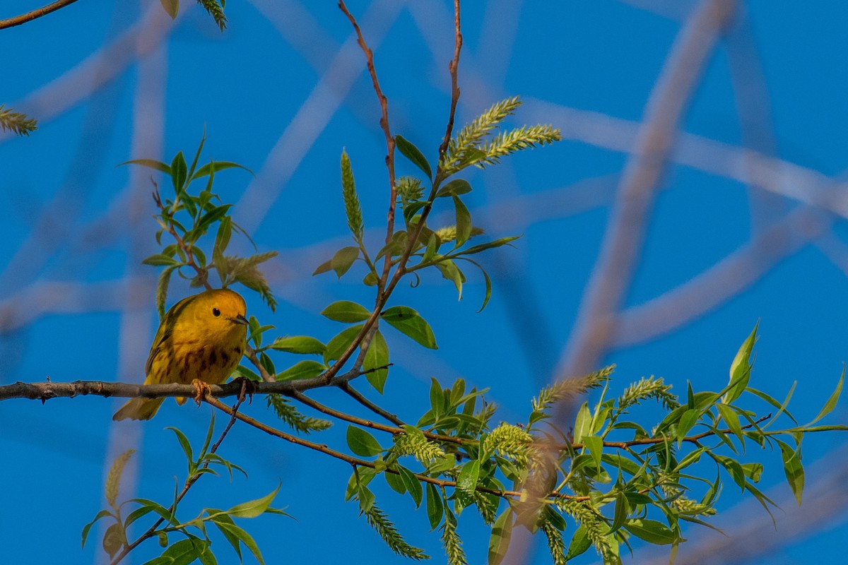 Yellow Warbler - ML618345813