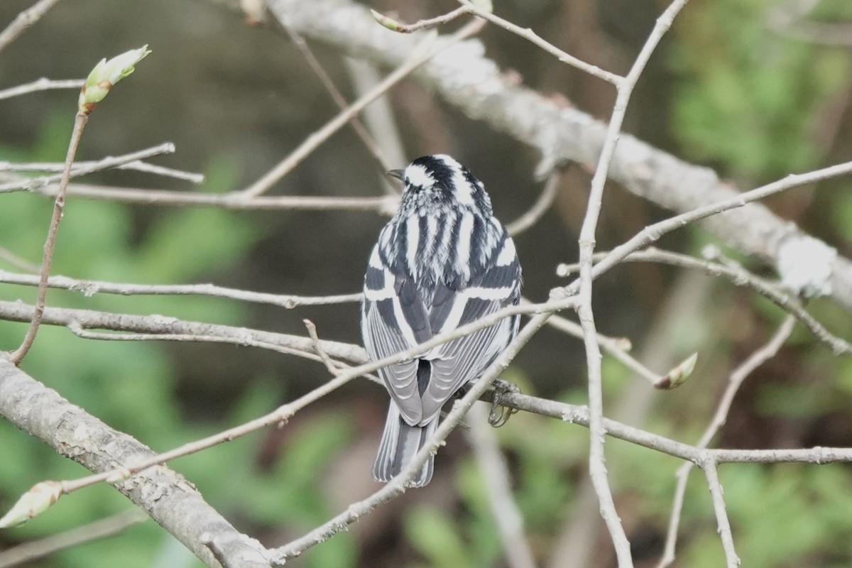 Black-and-white Warbler - ML618345822