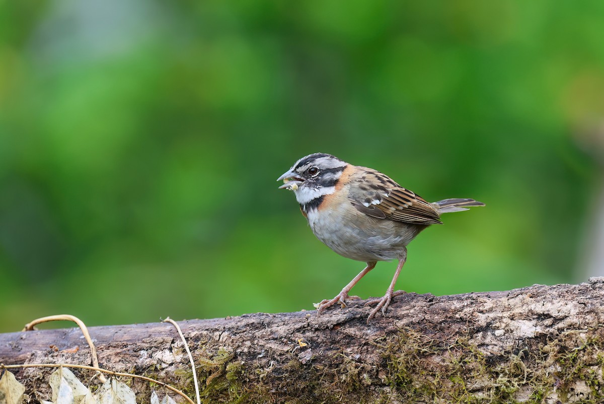 Rufous-collared Sparrow - Channa Jayasinghe