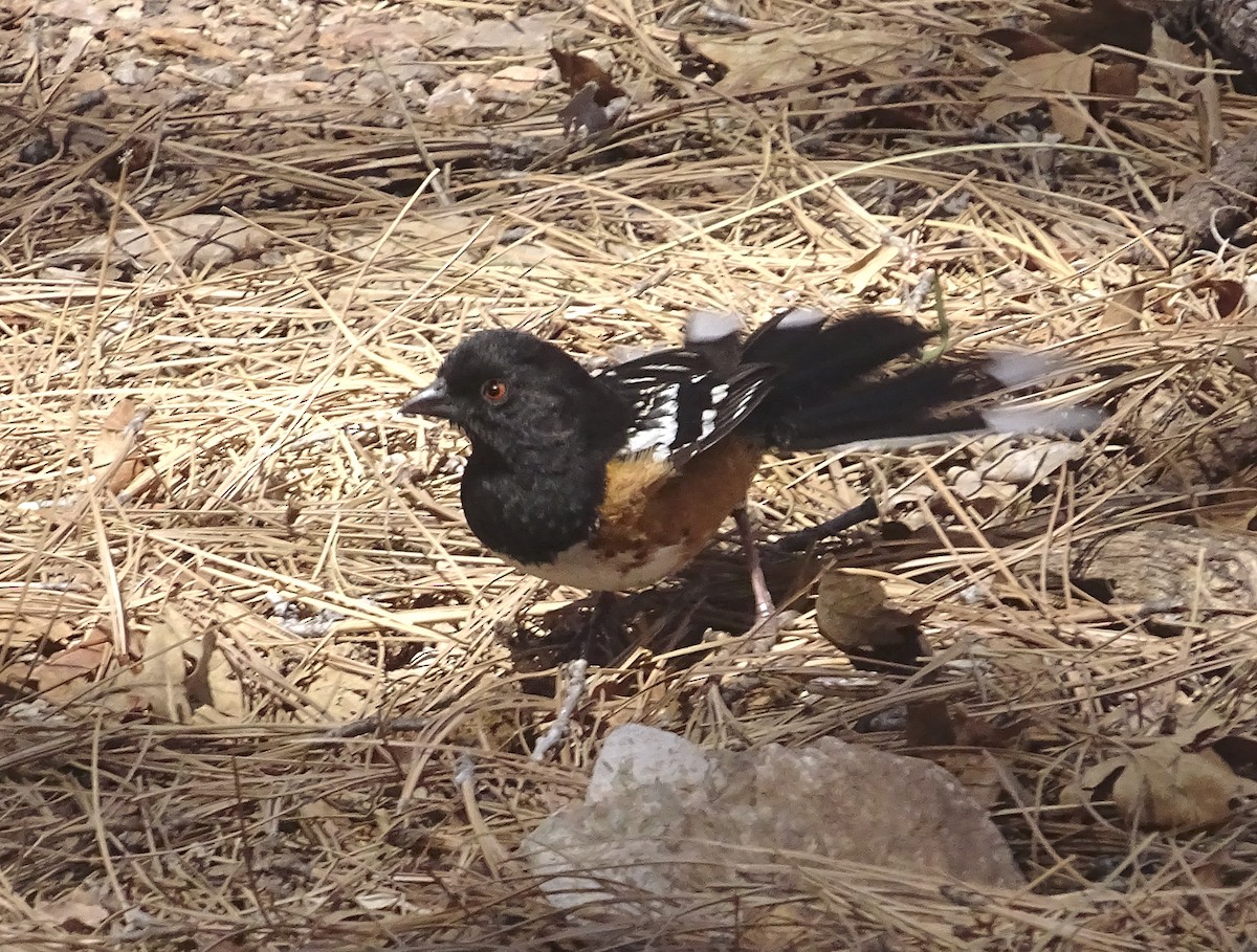Spotted Towhee - ML618345840