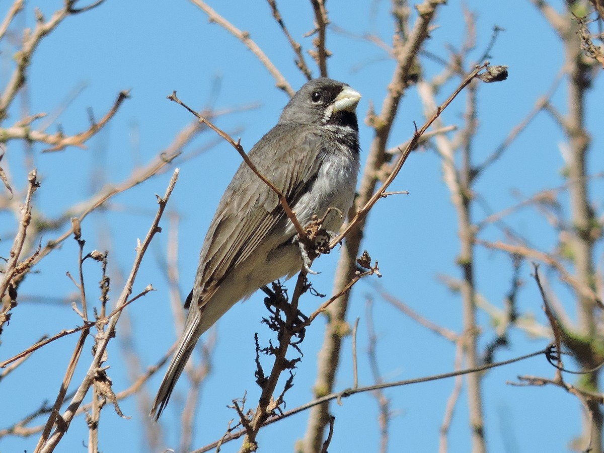 Double-collared Seedeater - ML618345848