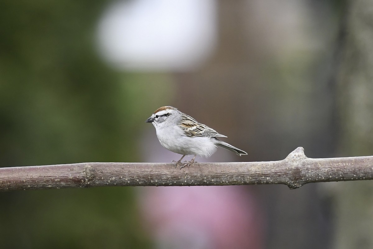 Chipping Sparrow - ML618345853