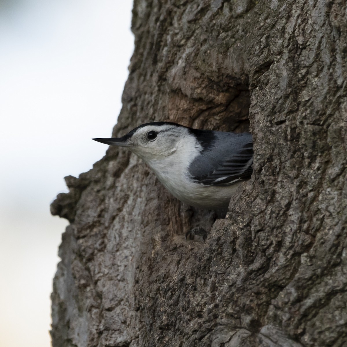 White-breasted Nuthatch - ML618345855