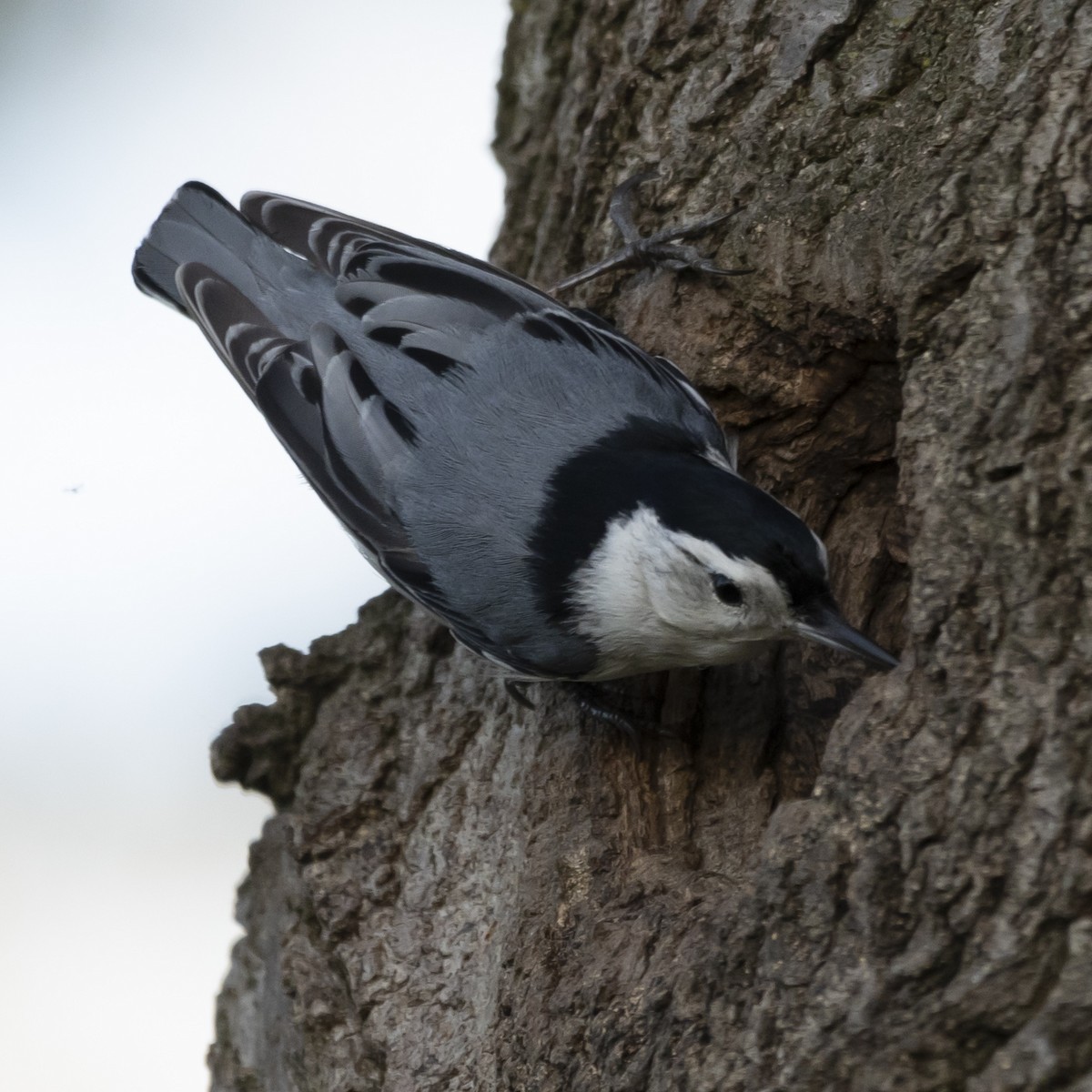 White-breasted Nuthatch - Jim Tolbert