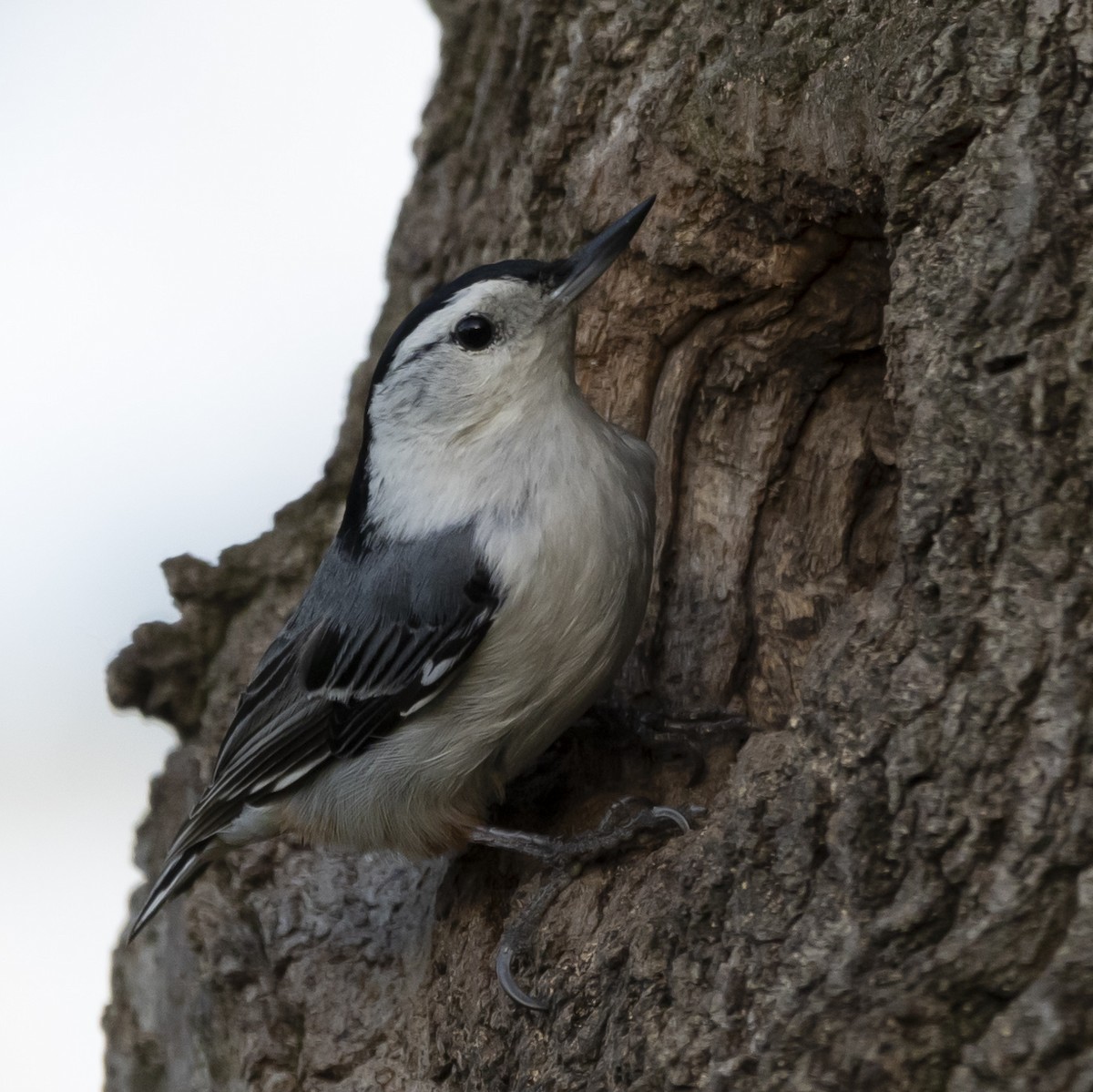 White-breasted Nuthatch - ML618345857
