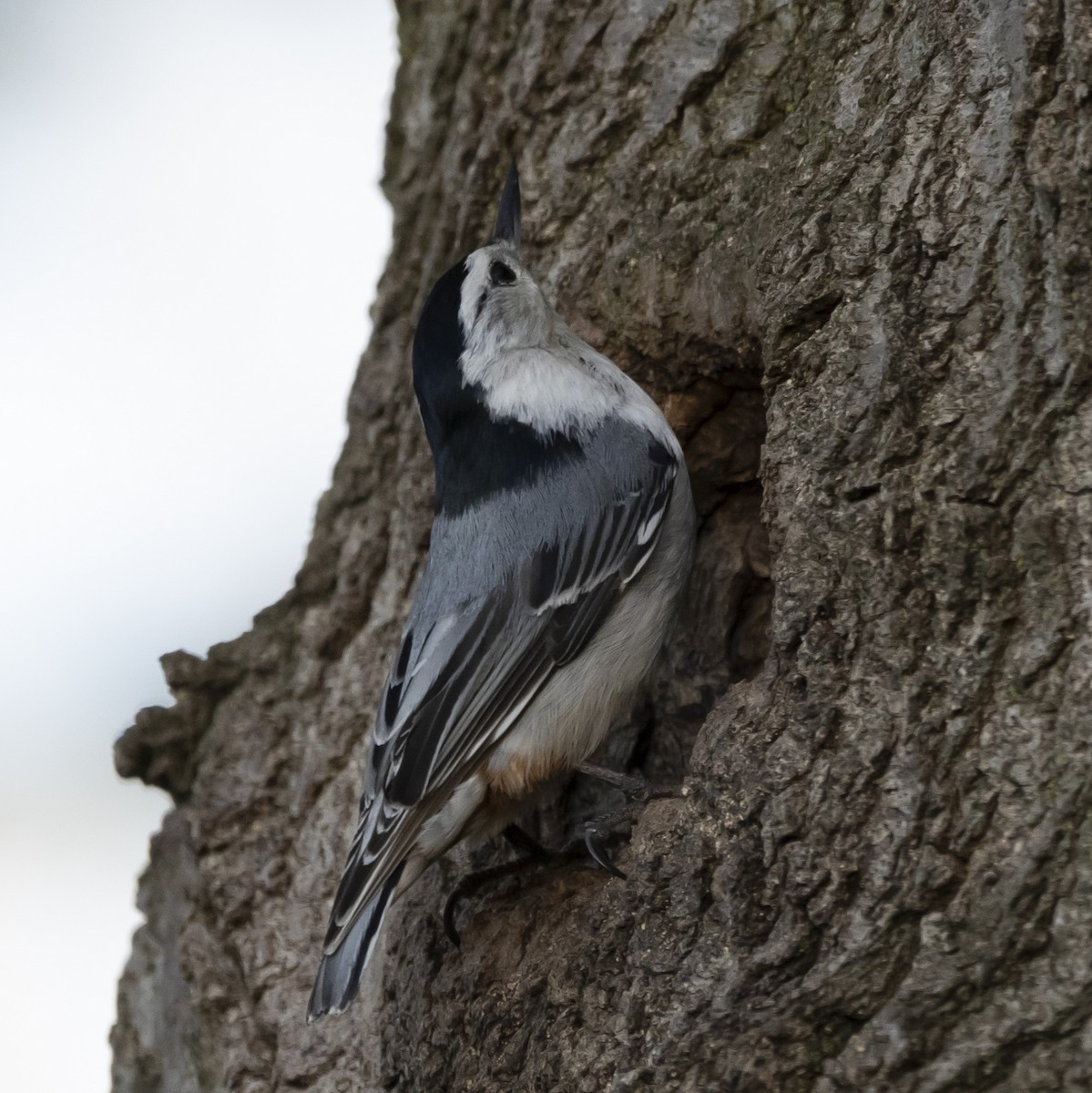 White-breasted Nuthatch - ML618345858