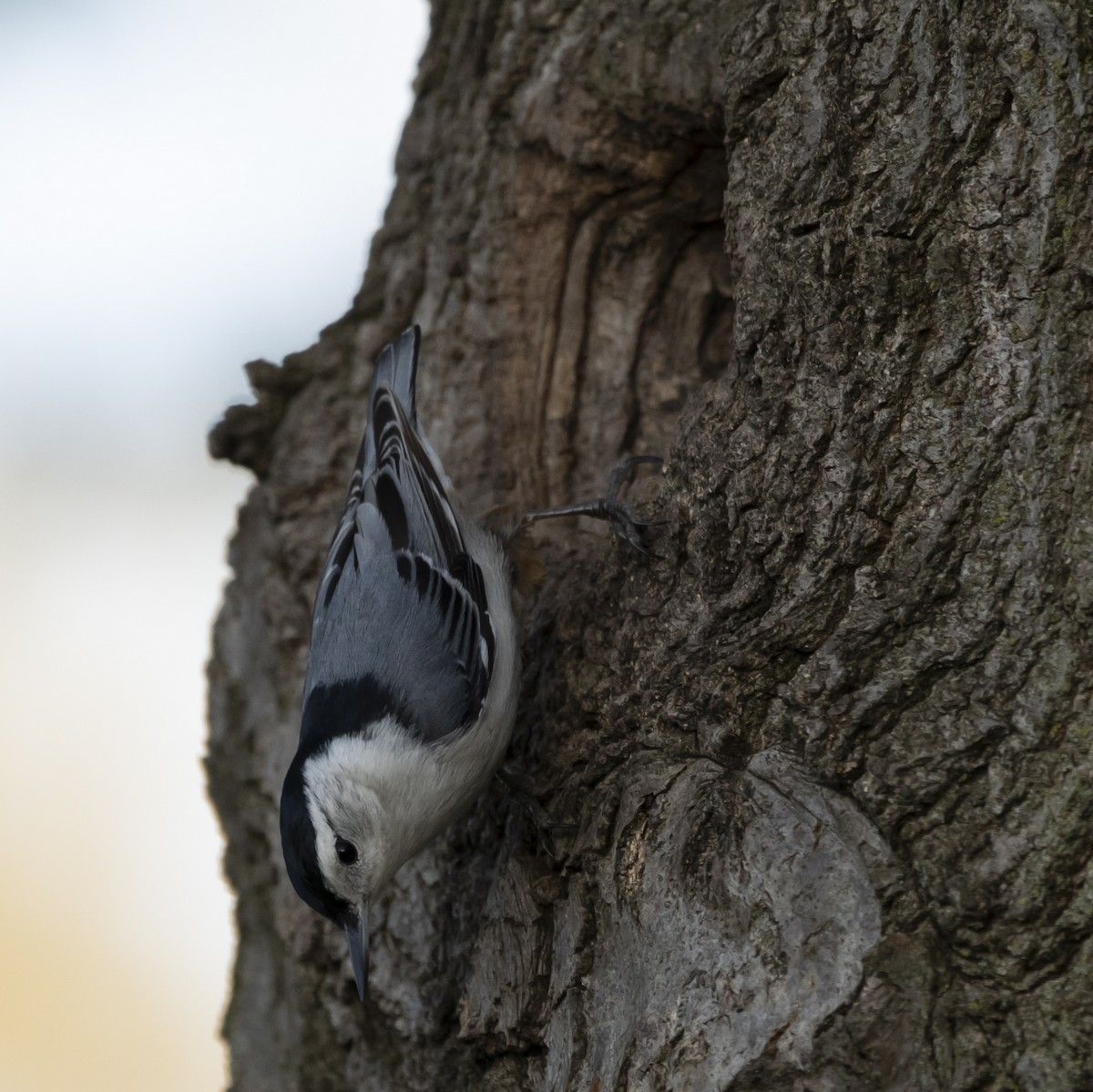 White-breasted Nuthatch - ML618345859