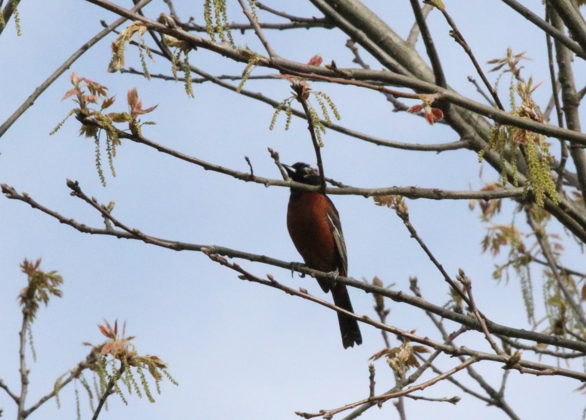 Orchard Oriole - ML618345860
