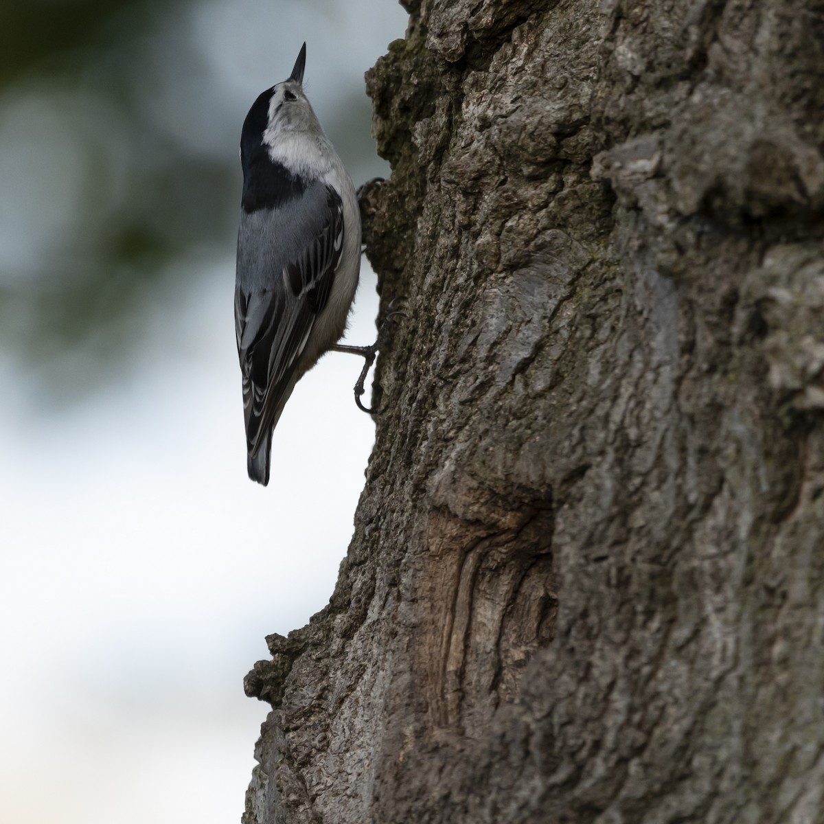 White-breasted Nuthatch - ML618345861