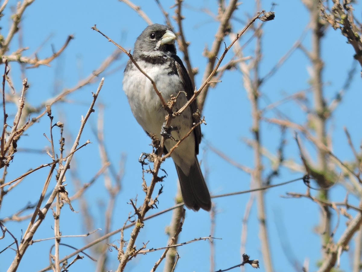Double-collared Seedeater - ML618345868