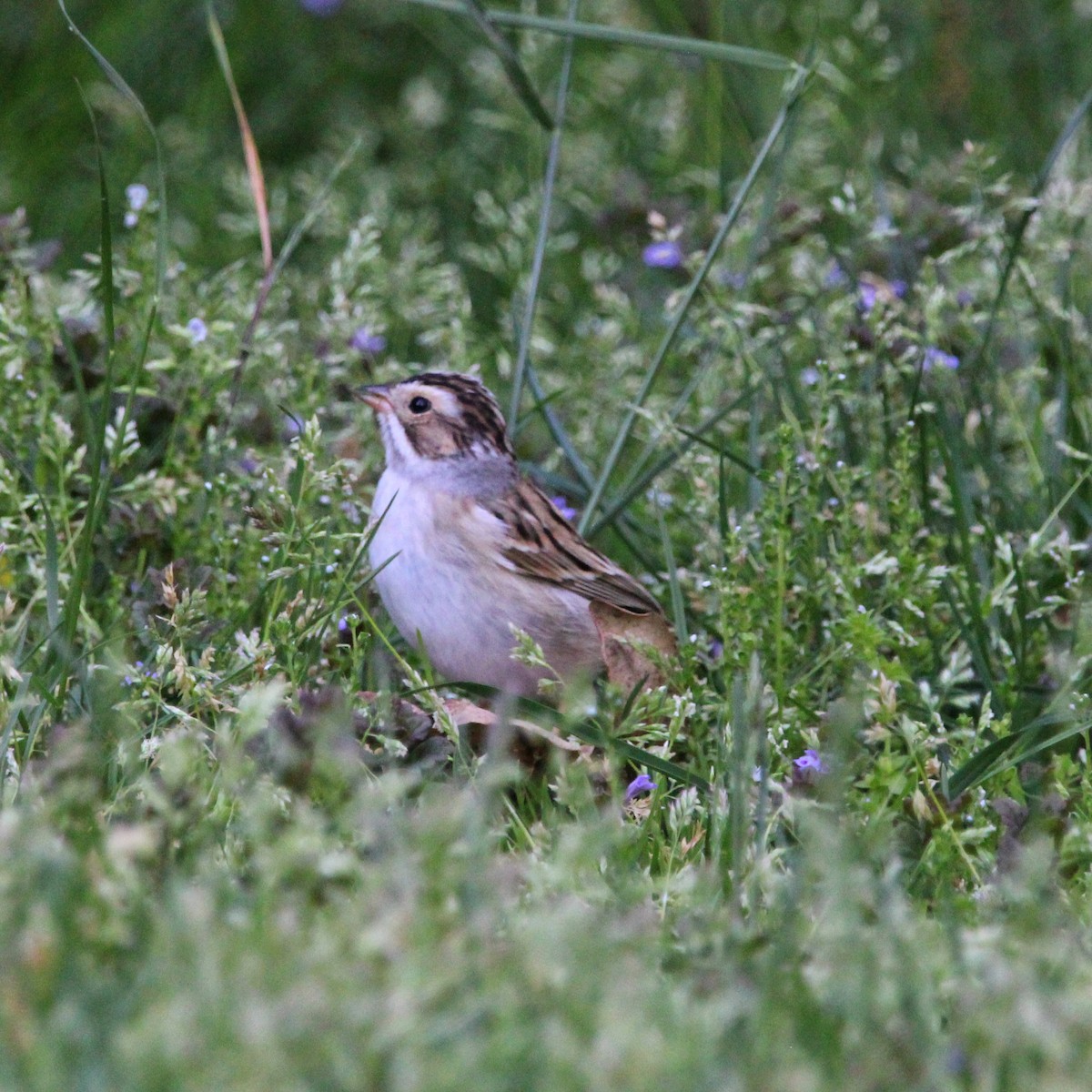 Clay-colored Sparrow - ML618345887