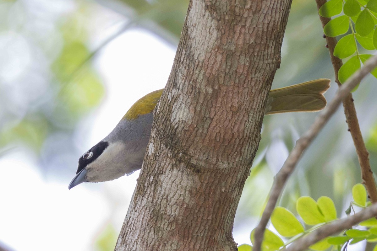 Black-crowned Palm-Tanager - ML618345898