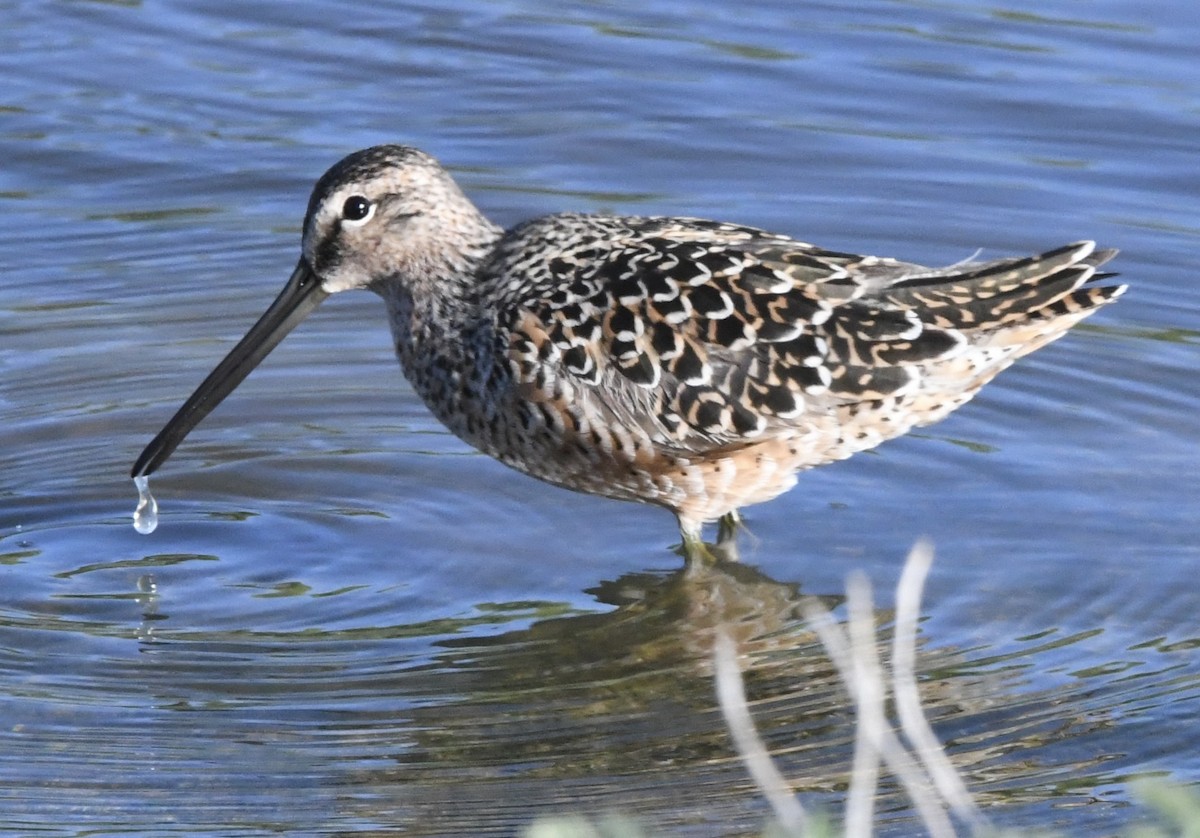 Long-billed Dowitcher - ML618345985