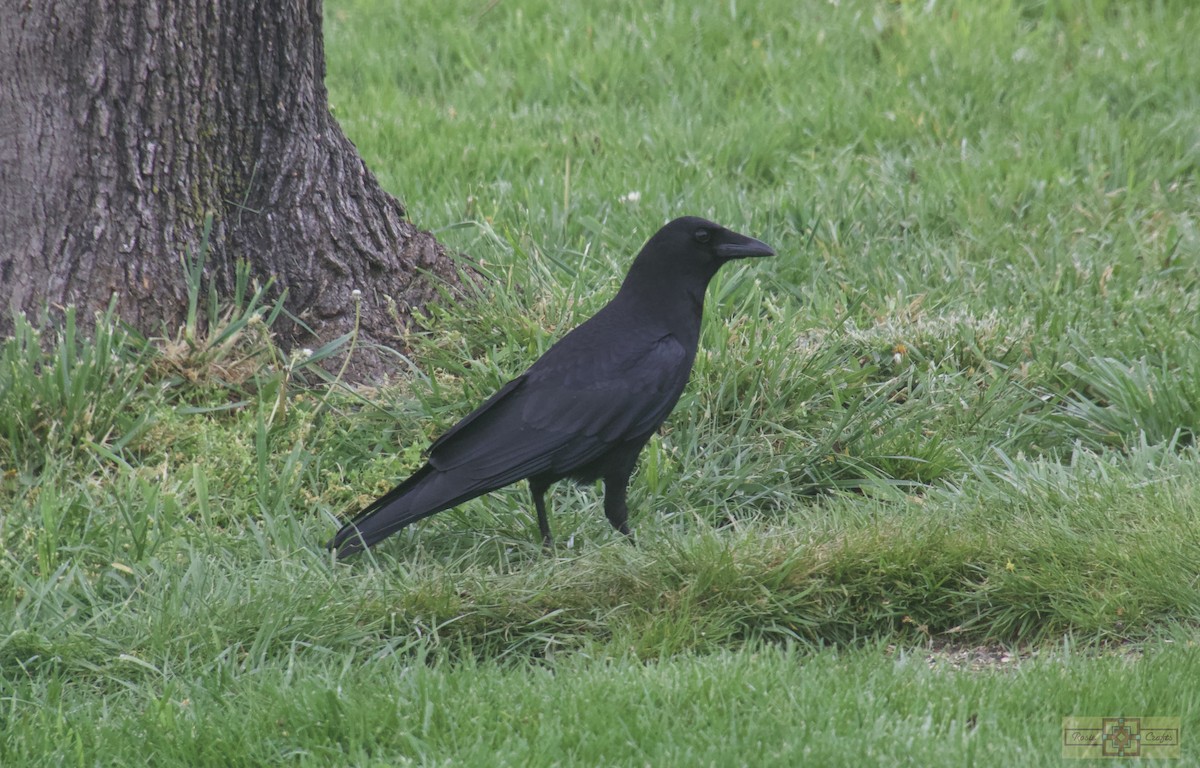 American Crow - ML618345994