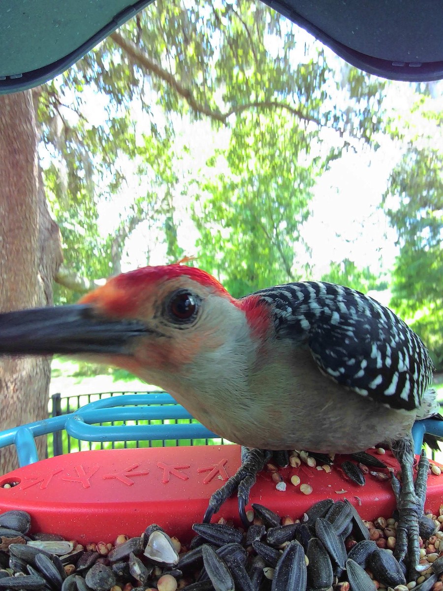 Red-bellied Woodpecker - ML618346002