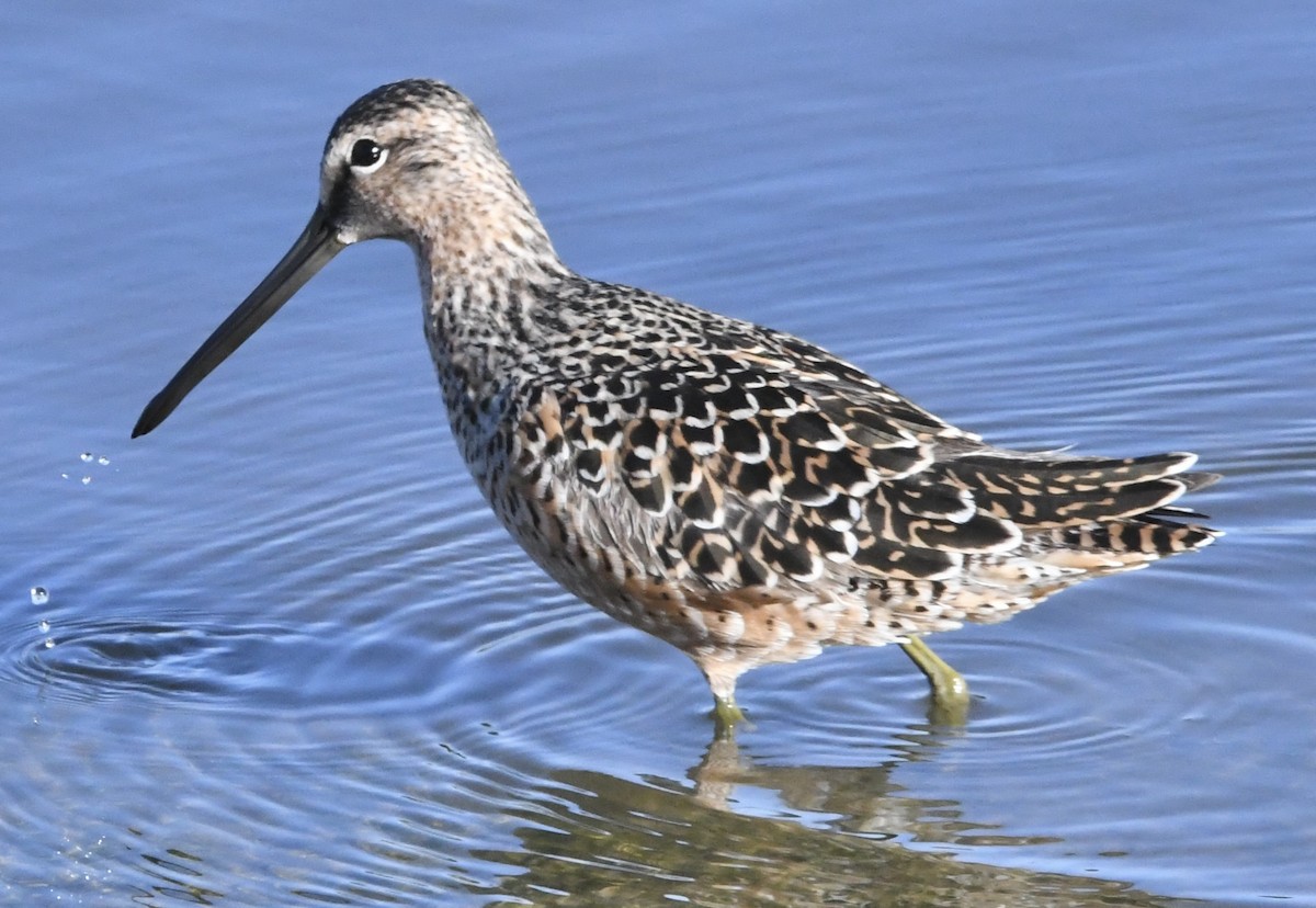 Long-billed Dowitcher - ML618346003
