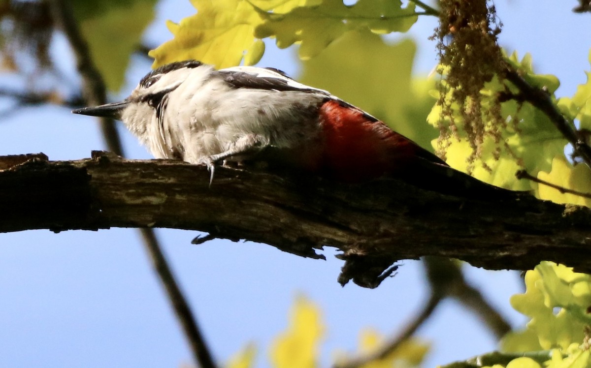 Syrian Woodpecker - ML618346005