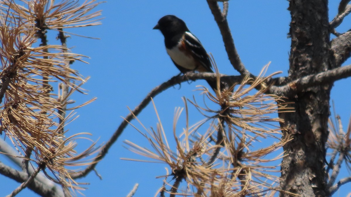 Spotted Towhee - ML618346014