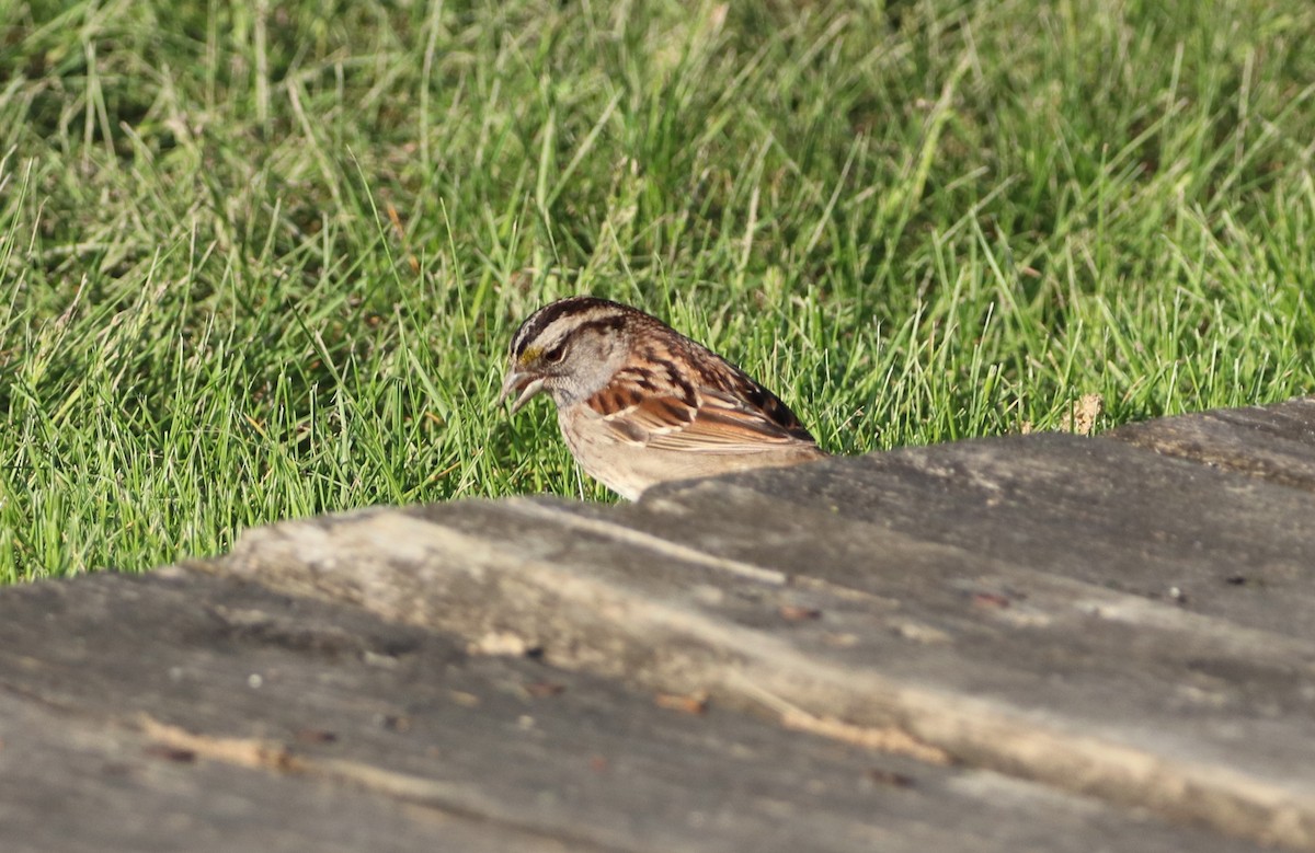 White-throated Sparrow - ML618346034