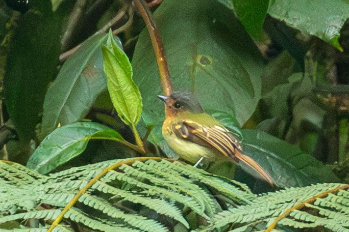 Rufous-breasted Flycatcher - ML618346048