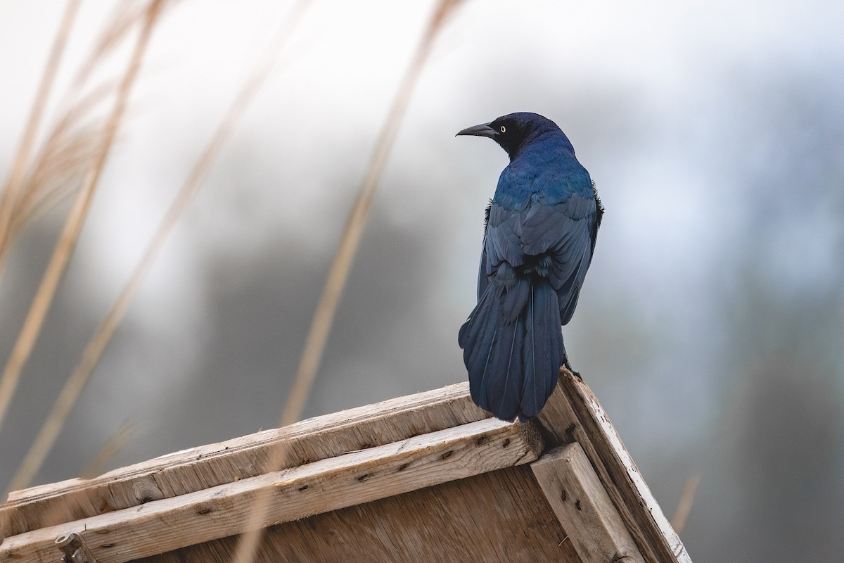 Boat-tailed Grackle - ML618346052
