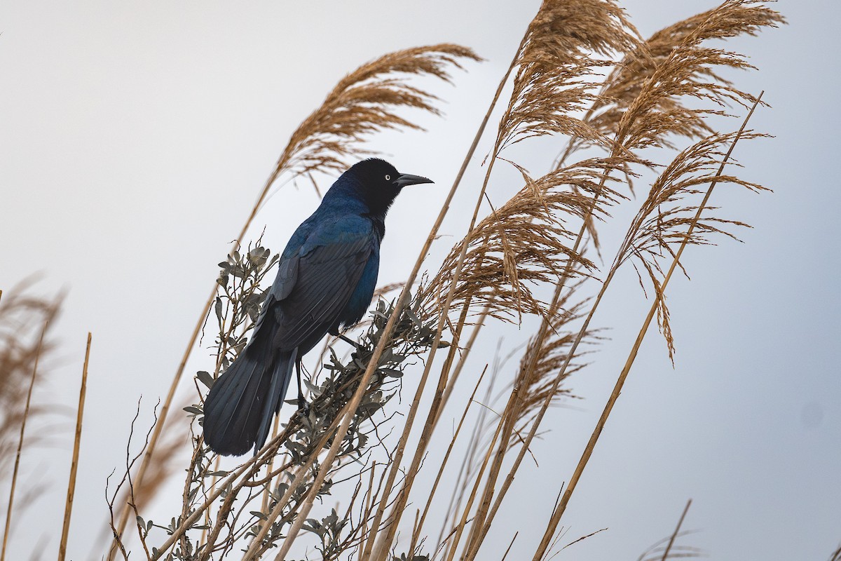 Boat-tailed Grackle - Cameron Gustavson