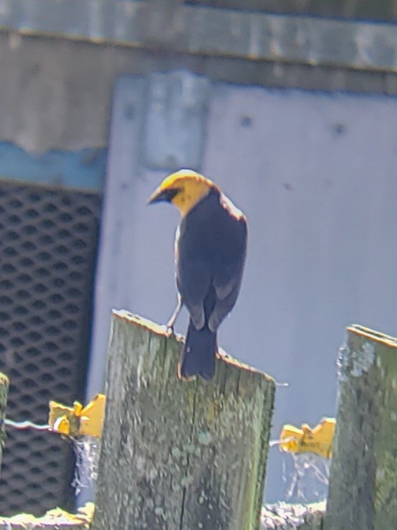 Yellow-headed Blackbird - ML618346111