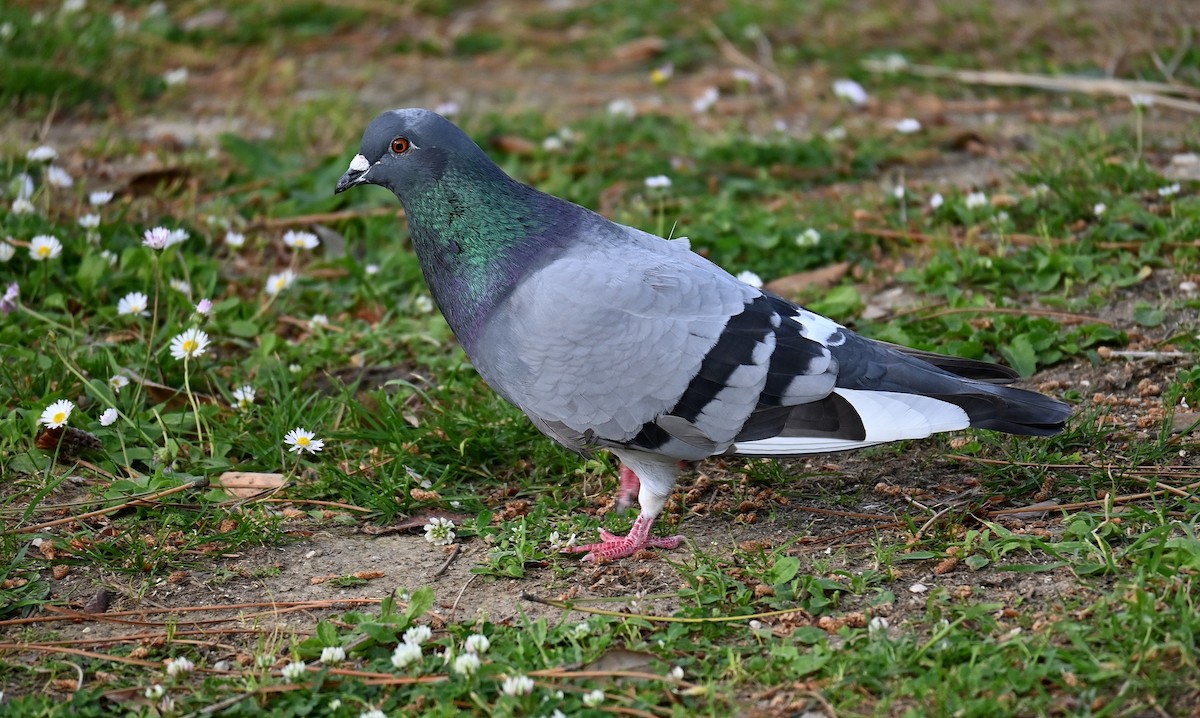 Rock Pigeon (Feral Pigeon) - ML618346112