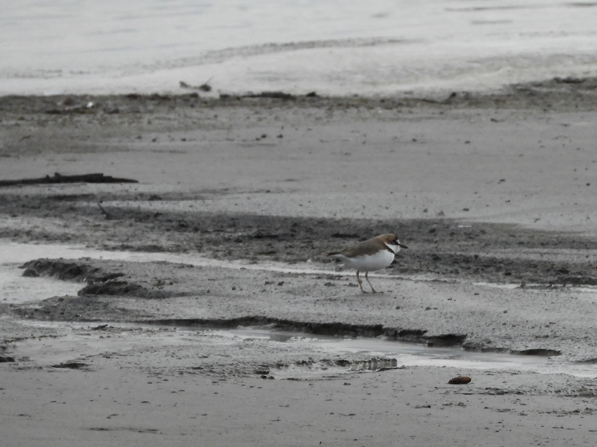 Collared Plover - ML618346124