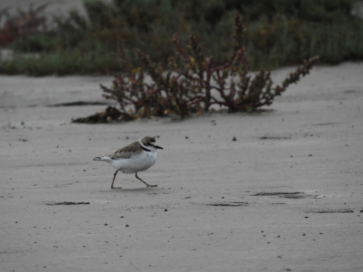 Collared Plover - ML618346126