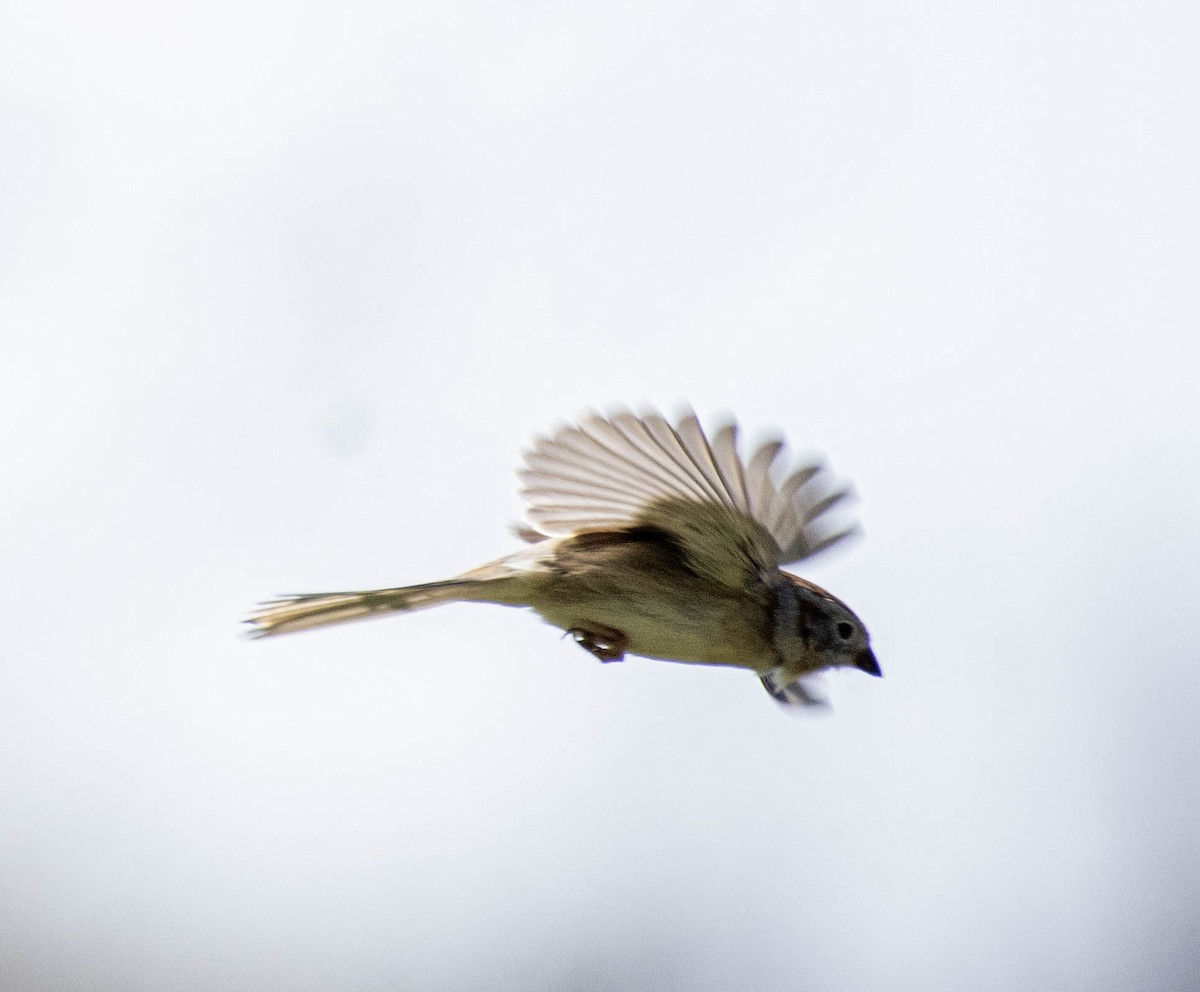 Field Sparrow - ML618346133
