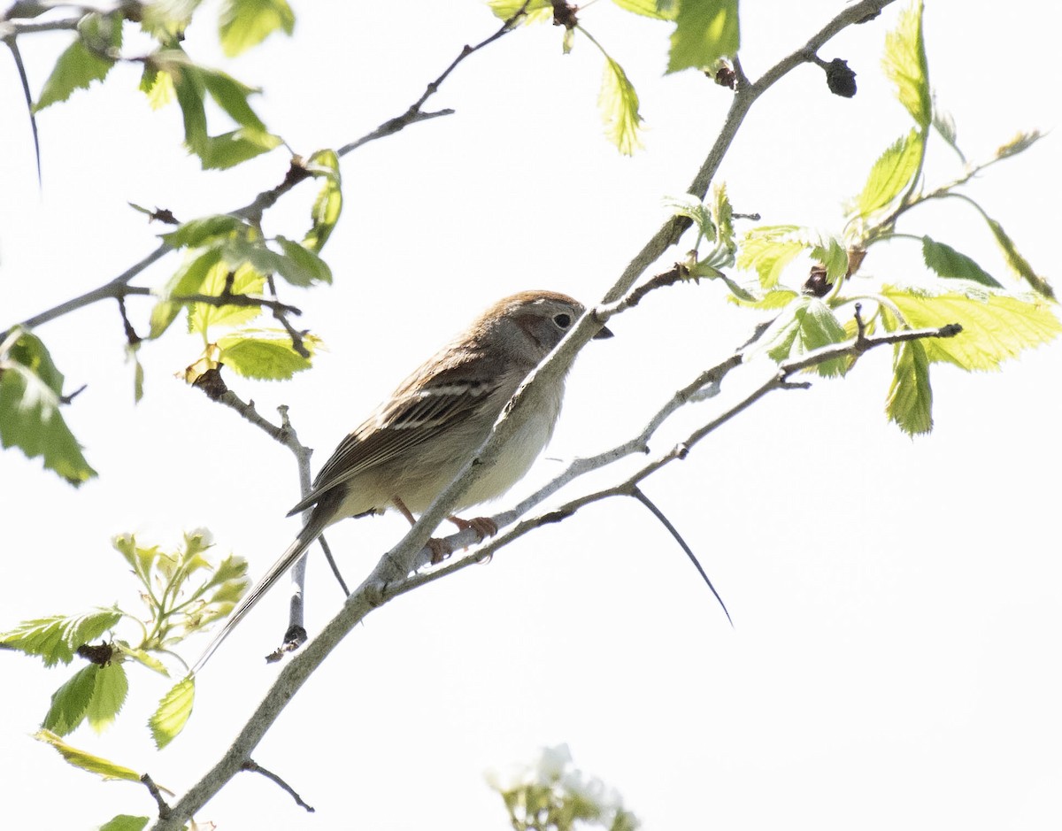 Field Sparrow - ML618346134