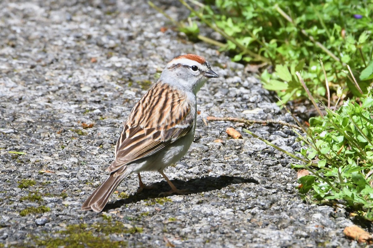 Chipping Sparrow - ML618346167